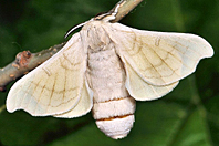 Bombyx mori